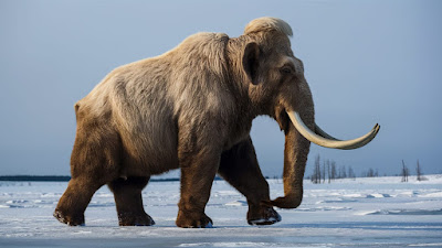 mamut2
