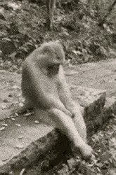 monkey-sitting-hands-between-legs-looking-both-sides-nosolohit
